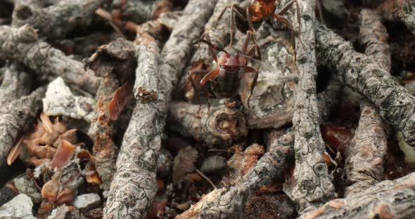 Wild Ant Hill in the Forest
