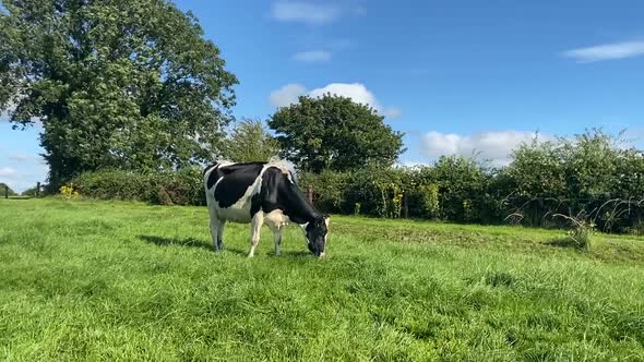 One Holstein Milk Cow Grazing on Pasture During Warm Sunny Day in Summer on Blue Sky Background