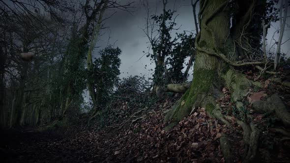 Dramatic Leaves Blowing around Woodland Path