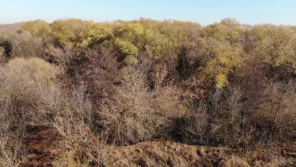 The Edge of an Autumn Forest Without Leaves