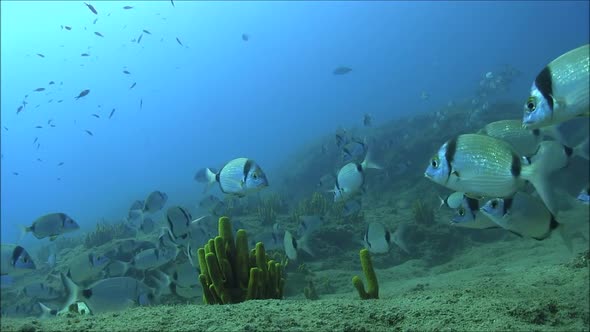 Life of Fishes Undersea