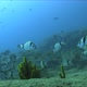 Life of Fishes Undersea - VideoHive Item for Sale