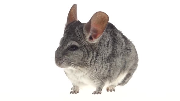 Gray Chinchilla Eats Up Food and Runs Away From Frame