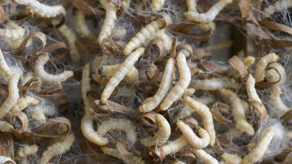 silkworms