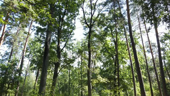 Forest with Trees on a Summer Day Slow Motion