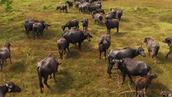 Top View of Cattle on the Pasture in Sri Lanka