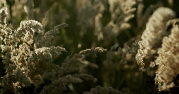 High Angle of Green Summer Plants Growing on Meadow and Waving in Calm Summer Wind