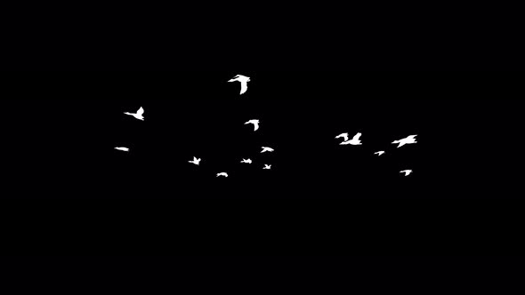 4K Ducks White Silhouette alt