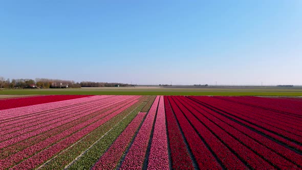 Tulip Field in The Netherlands Colorful Tulip Fields in Flevoland Noordoostpolder Holland Dutch