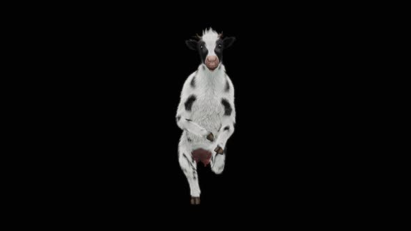 Cow Dance HD