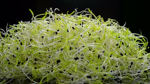 Fresh raw organic Leek seed sprouts on black background rotating close up.