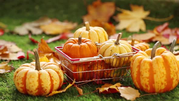 Little pumpkins in shopping basket with maple leaves around on green grass