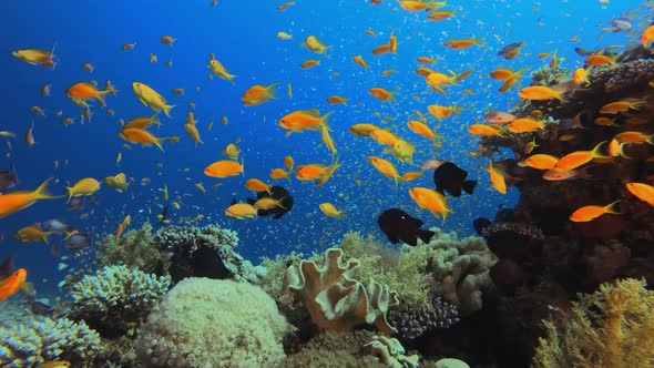 Underwater Sea Marine Reef