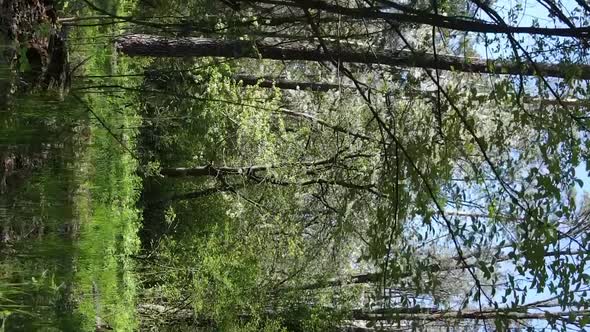 Vertical Video of Green Forest During the Day