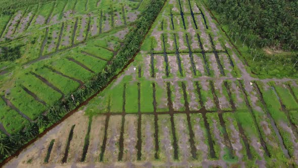 Aerial top down view young oil palm trees