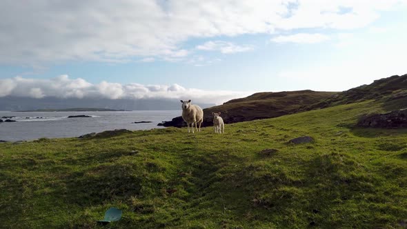 Sheep Standing at the Beautiful Shores at Dawros in County Donegal  Ireland