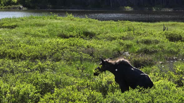 Moose resting sitting in flood plain of river Static shot