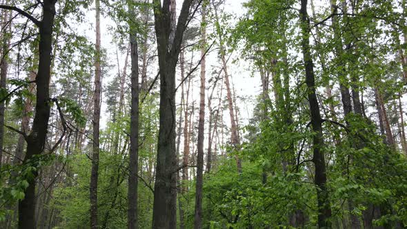 Summer Forest with Pine Trees Slow Motion