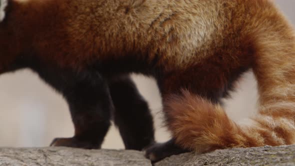 red panda close up slow motion epic wildlife