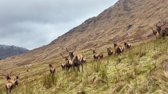 Red Deer Herd Running in Scotland in Slow Motion