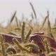 Man touching Beautiful wheat field with blue sky and epic sun light - shot on RED - VideoHive Item for Sale