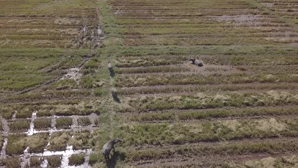  Aerial footage of buffaloes grazing in rice paddy fields and flying egrets. Langkawi, Malaysia.