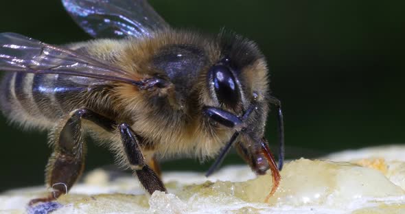 European Honey Bee, apis mellifera, black Bee Licking Honey, Hive in Normandy, Real Time 4K