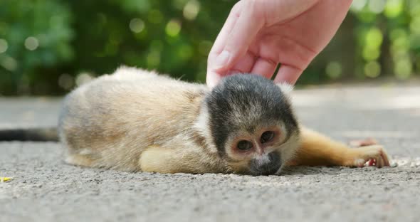 Squirrel Monkey 