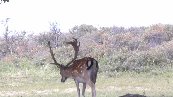 walking deer in Dutch nature