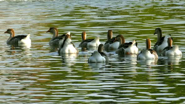 Ducks Swimming On Green Lake