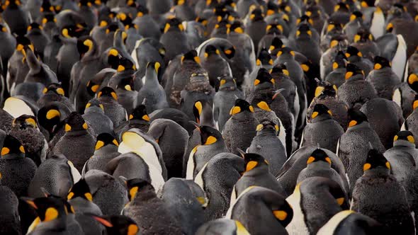 King Penguins On South Georgia Island