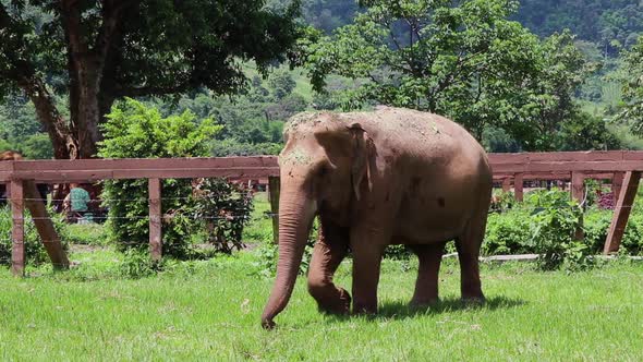 Elephant walking along a fence in slow motion.