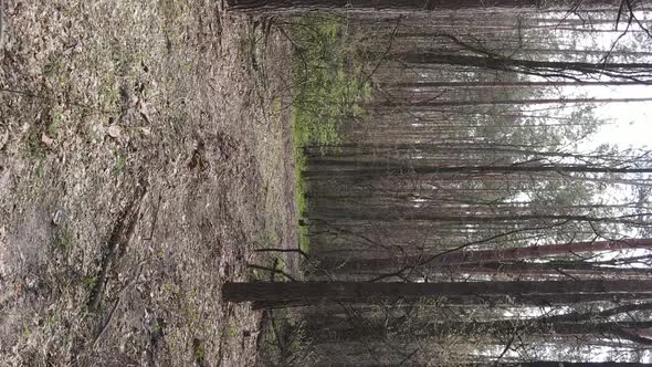 Vertical Video of a Road in the Forest Slow Motion