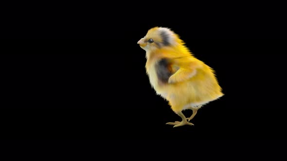 08 Baby Chicks Dancing 4K