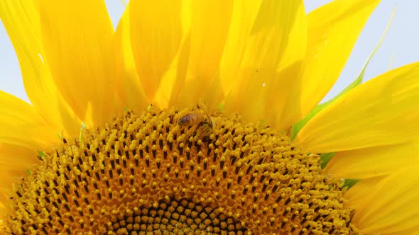 Sunflower in the Field and Bee Crawling on It on Sky Background Closeup