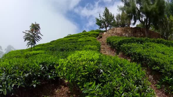 Tea Plantations in Sri Lanka