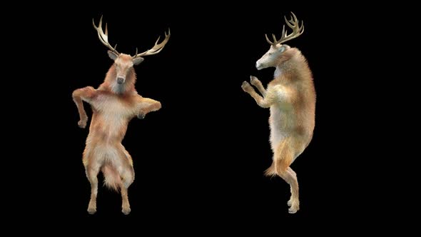 Deer Dancing HD