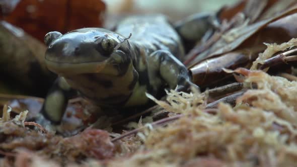 shots of north carolina native salamanders