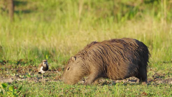 Wild southern lapwing preening its feather next to a foraging giant pregnant capybara with little ca