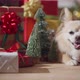 cute chihuahua dog  smile and joyful with christmas tree decorating - VideoHive Item for Sale