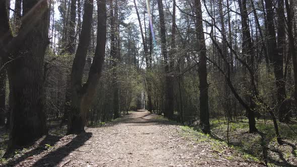 Road in the Forest During the Day Slow Motion