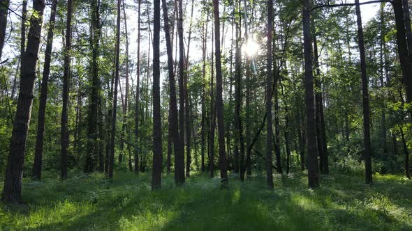 Beautiful Green Forest on a Summer Day Slow Motion