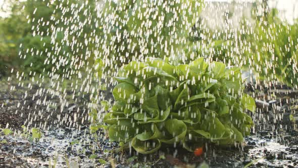 Slow motion of organic lettuce being watered in a small vegetable farm