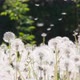 A Whiff Of Wind Whirling Dandelion Seeds - VideoHive Item for Sale