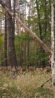 Vertical Video of Trees in the Forest in Autumn