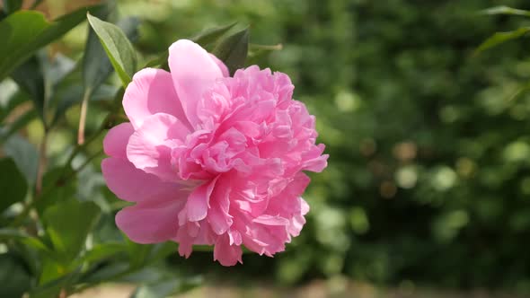 Decorative Pink parfait peony plant close-up 4K 2160p 30fps UltraHD footage - Flower Paeonia lactifl