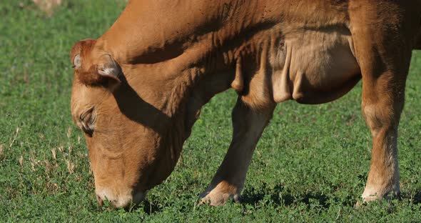The limousin is a French breed of beef cattle.