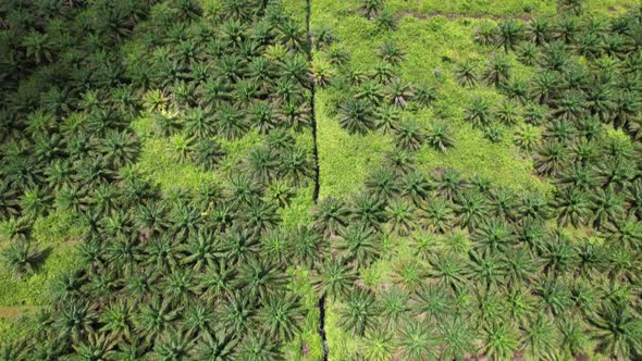 Aerial View of The Palm Oil Estates