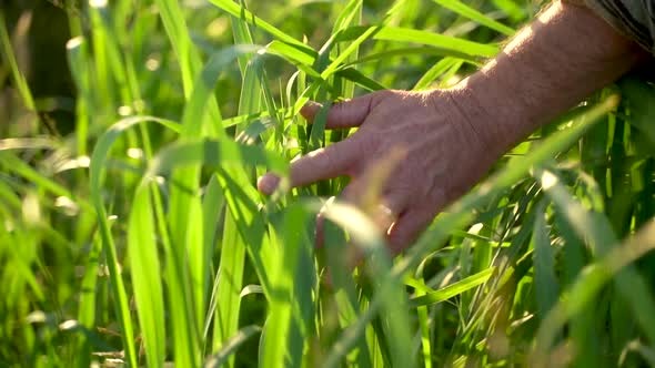 Close up of and touching wheat grass with hands old farmer walking down the wheat field in sunset ag