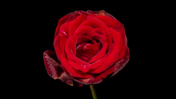 Red Rose Blooming in Time Lapse. Tender Flower Moving Petals in Fast Motion